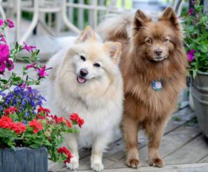 Two German Spitz dogs