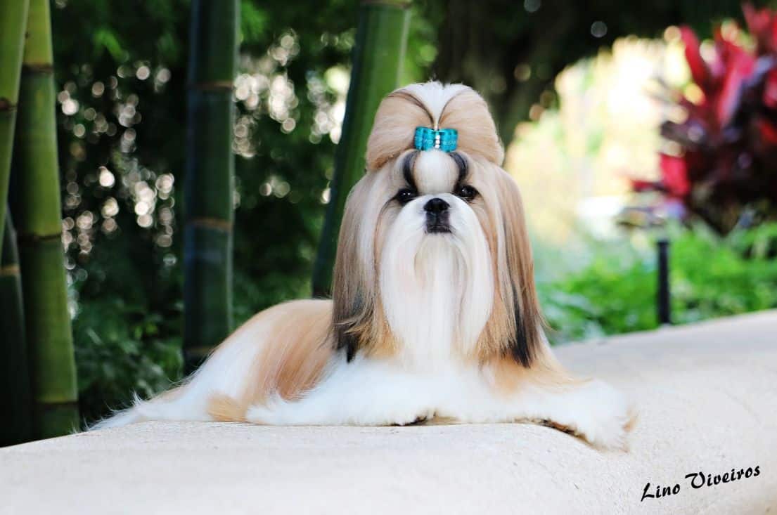 Shih Tzu Topknot – Showsight Magazine