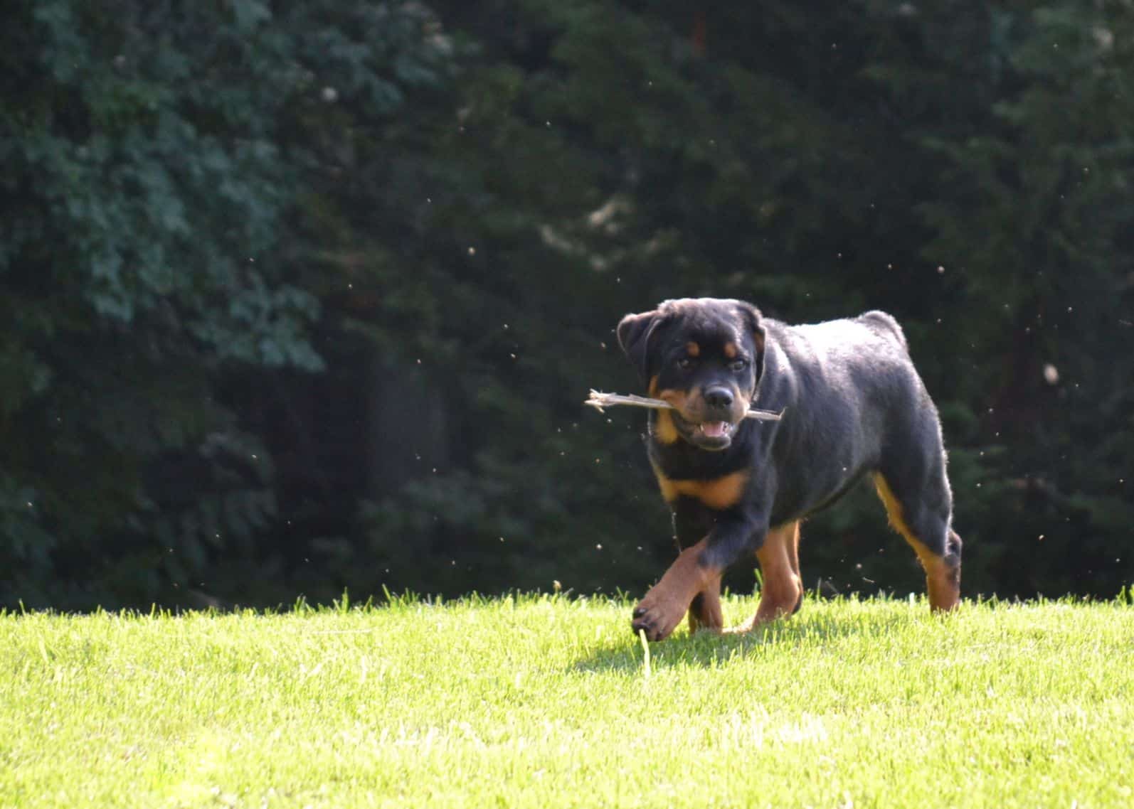 Judging Rottweilers | Breed Type & Movement