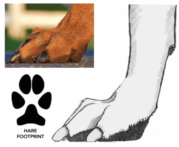 dog foot