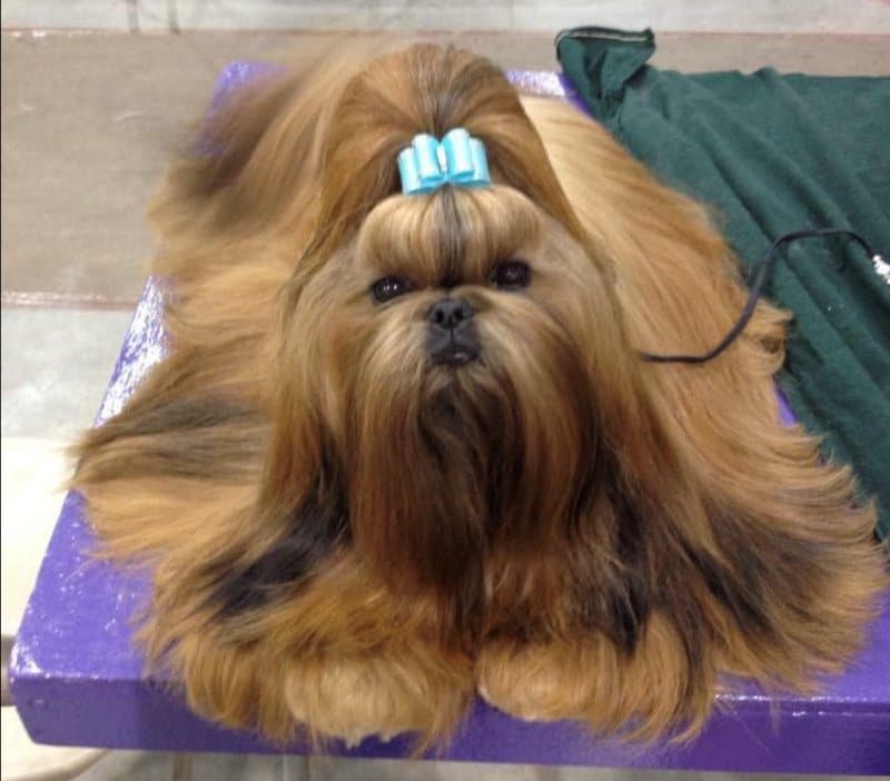 well-groomed dog siting on a table at a dog show