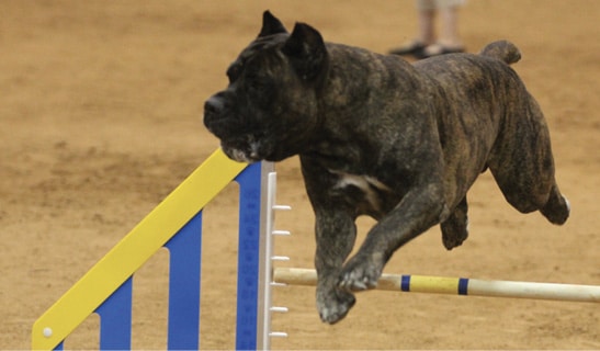 Cane Corso size
