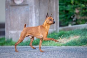 The Min Pin | A Beautiful Picture of a Profile Breed in Motion