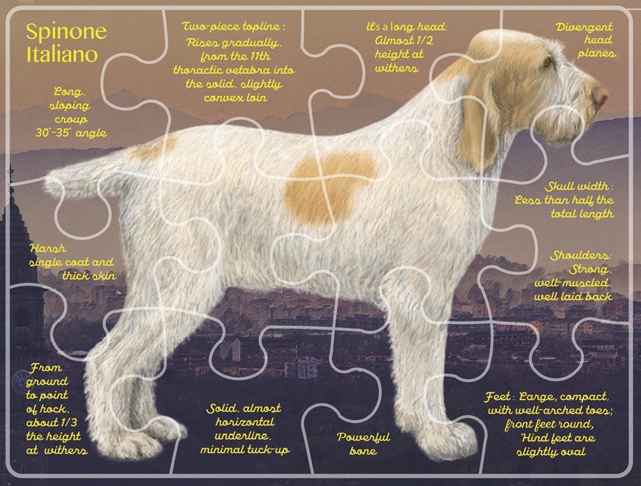 Spinone Italiano - Complete History and Development - Project Upland