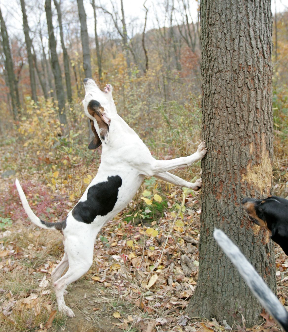 bluetick coonhounds treeing