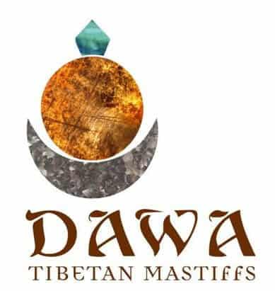 Picture of Dawa Tibetan Mastiffs | Dan Nechemias & Lois Claus