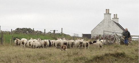 In Search of the Last Shetland Sheepdog Breeders