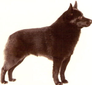Schipperke dog with no tail, on white background