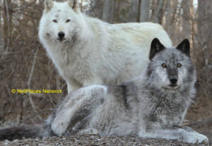 Preserving The Wild Wolf