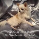Virginia (Jenny) Hauber - WynJyn Chihuahuas