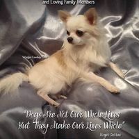 Picture of Virginia (Jenny) Hauber - WynJyn Chihuahuas