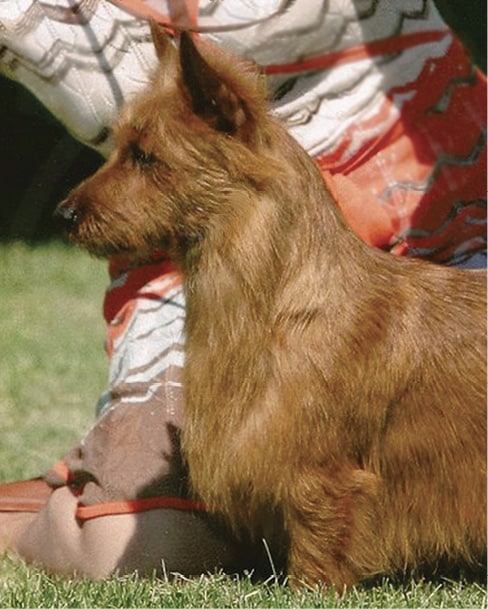Australian Terrier Head