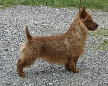 Australian Terrier Tails