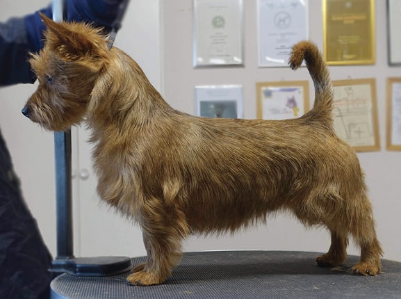 Australian Terrier with Undocked Tail—Curved Forward