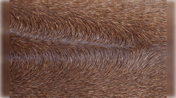 Coat and Pigment Color in the Rhodesian Ridgeback – Showsight Magazine