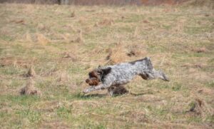Form And Function Of The Wirehaired Pointing Griffon