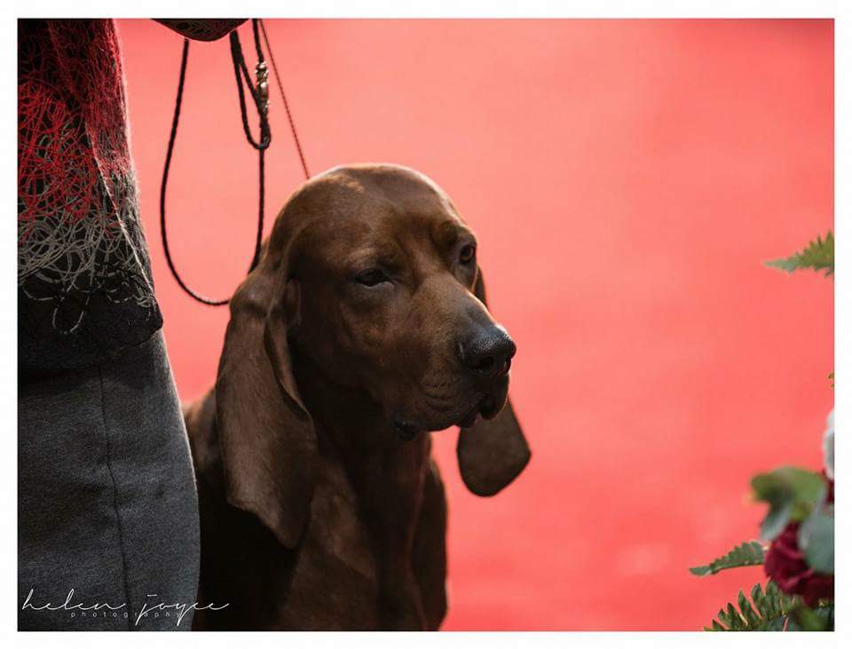 Redbone Coonhound head photo