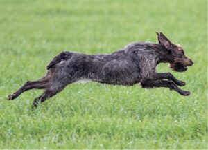 Working Standard For The Wirehaired Pointing Griffon