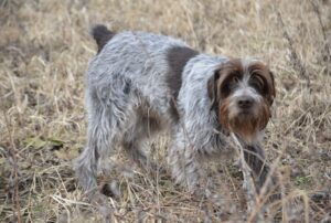 The Working Standard For The Wirehaired Pointing Griffon