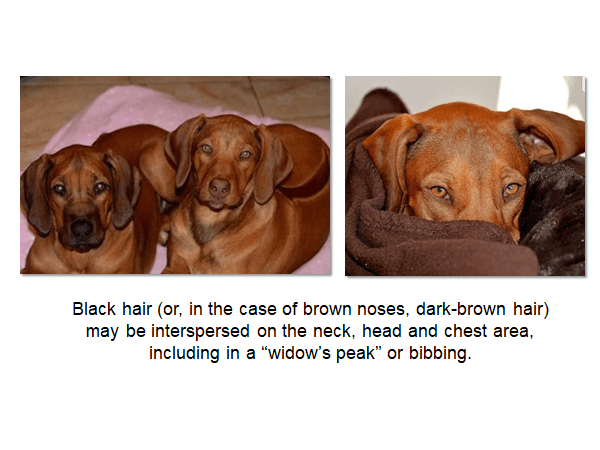 Rhodesian Ridgeback coat