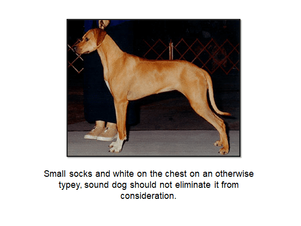 Rhodesian Ridgeback coat