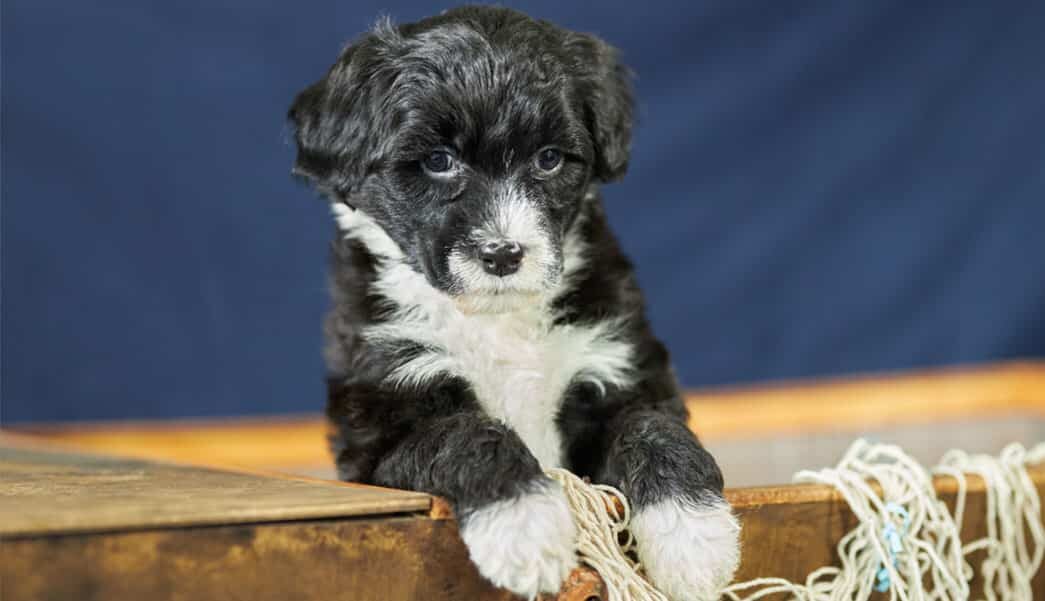Portuguese Water Dog puppy - working dog breed