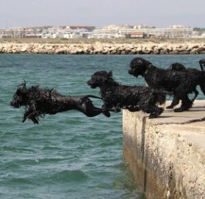 Versatile Portuguese Water Dog