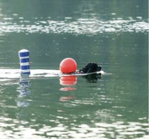 Versatile Portuguese Water Dog