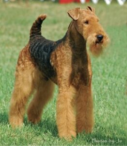 Airedale Terrier Expression