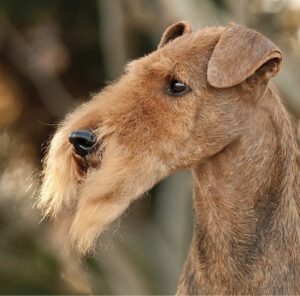 Airedale Terrier Expression