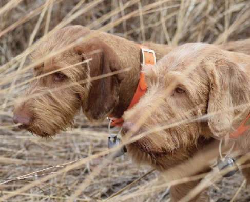 Coat and Color of the Wirehaired Vizsla