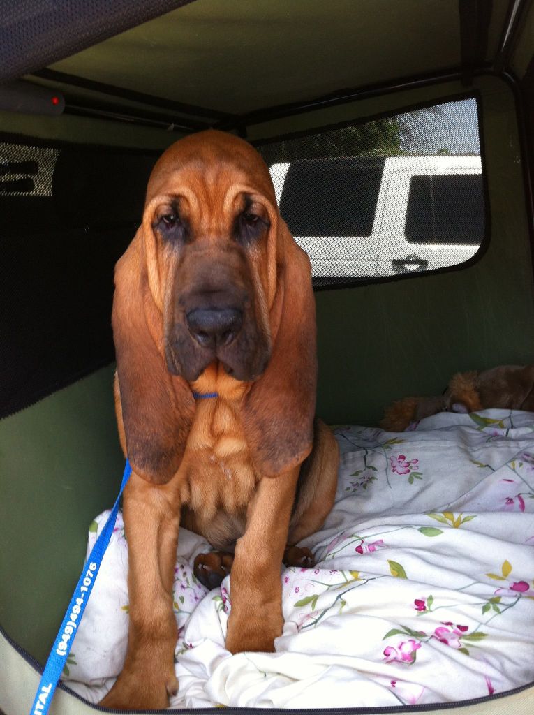 Interview with Quiet Creek Bloodhounds | Susan LaCroix Hamil - AKC 2021 Breeder of the Year Hound Group Honoree.