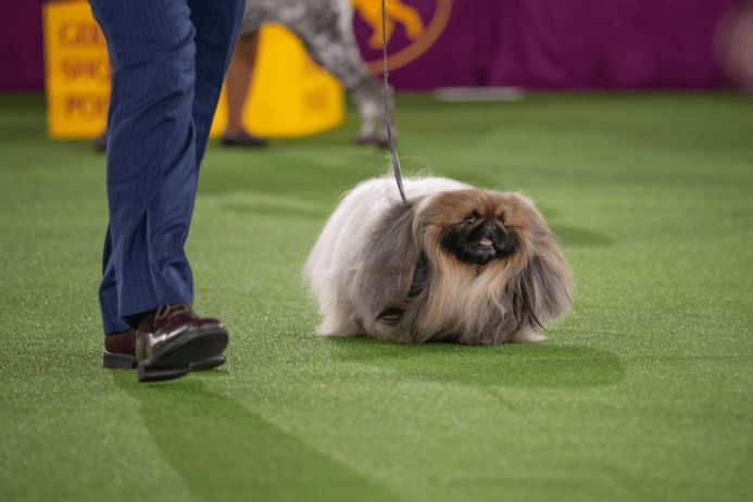 Toy Dog Shows Westminster
