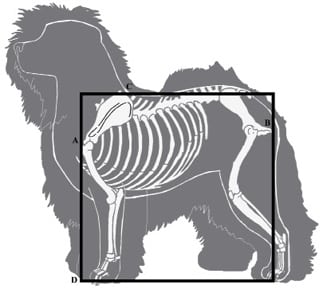 Figure 3. Old English Sheepdog Proportion Measurements