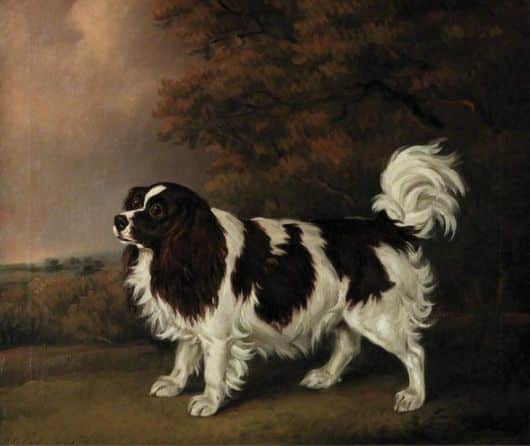 History of the Cavalier King Charles Spaniel