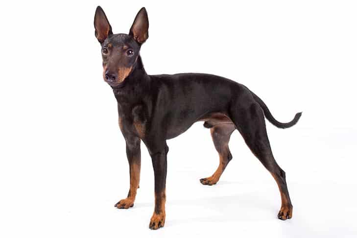 Judging a Manchester Terrier | The Newbie - Just Do It!