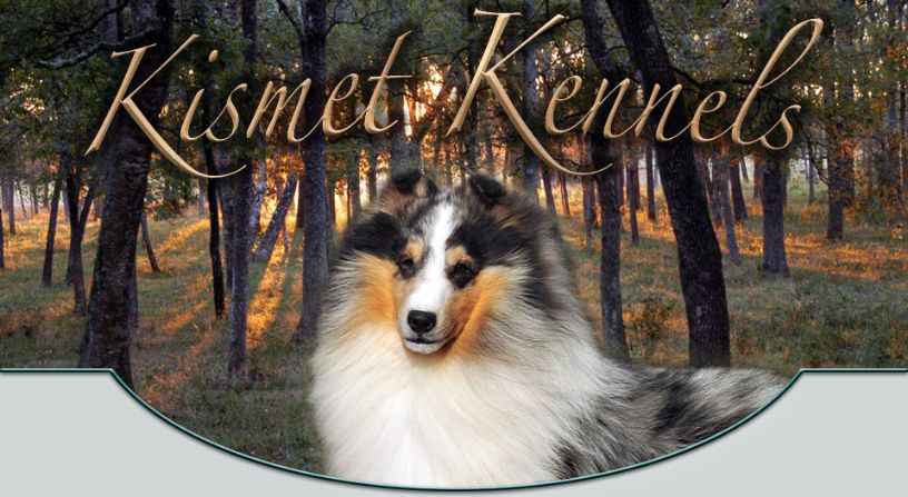 Interview with Guy & Thelma Mauldin | Kismet Shetland Sheepdogs - AKC 2021 Breeder of the Year Herding Group Honoree.