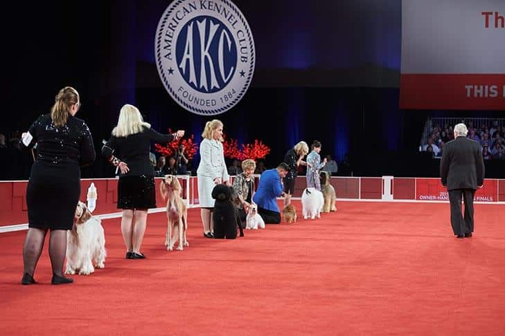 AKC Announces Expansion of National Owner-Handled Series Program