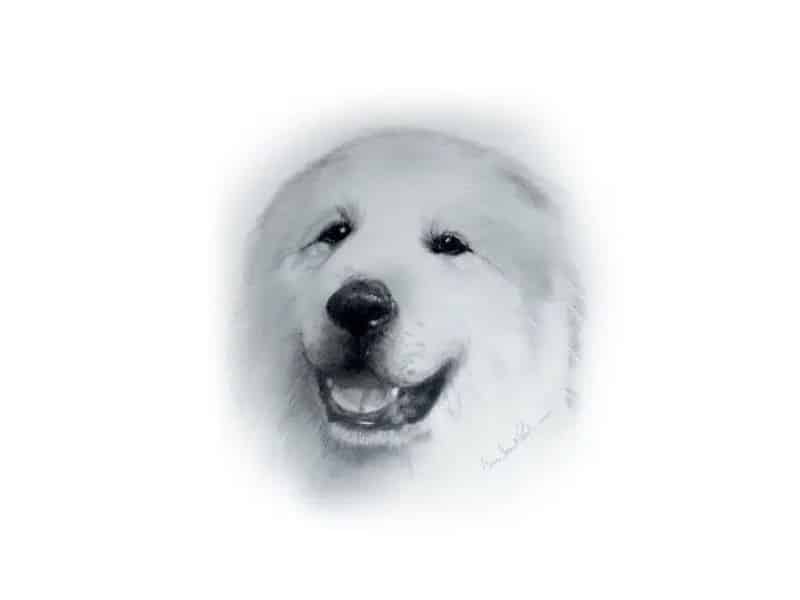 Great Pyrenees Head: Original Graphite on Bristol Board by Carrie Stuart Parks