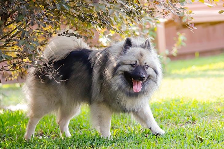 Keeshond's Correct Structure