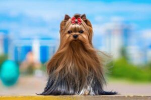 Presentation of the Yorkshire Terrier