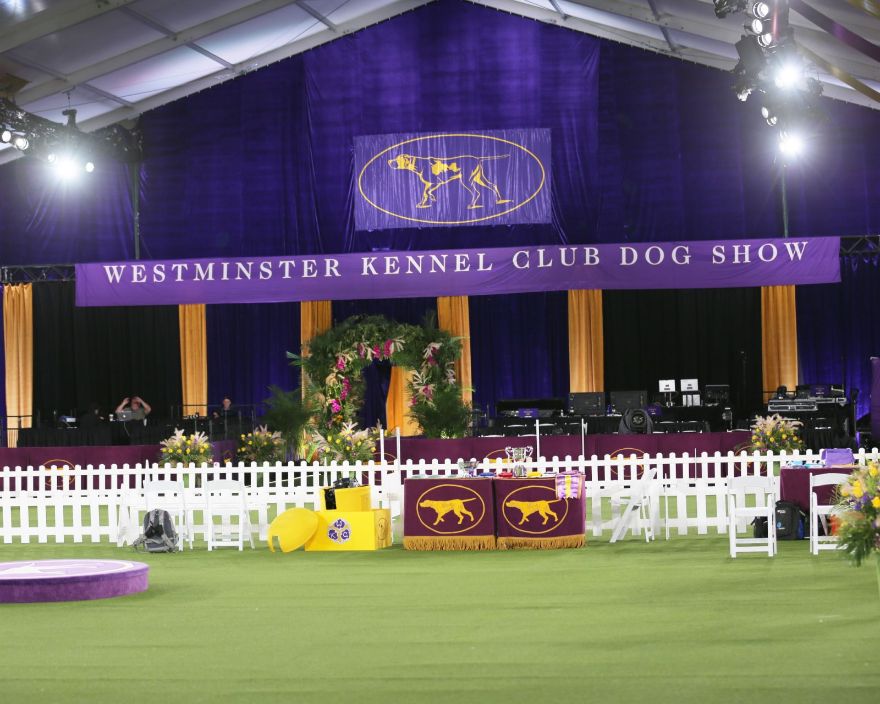 146th Annual Westminster Kennel Club Dog