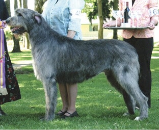Limerick Irish Wolfhounds