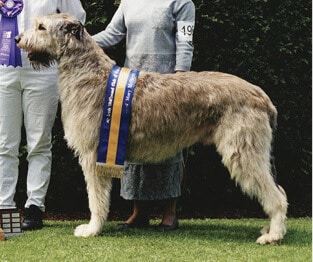 Limerick Irish Wolfhounds