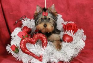 Judging Purebred Dogs