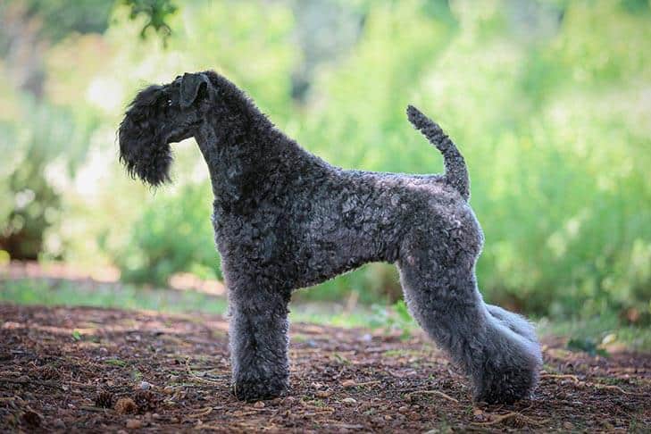 Judging Purebred Kerry Blue Terrier