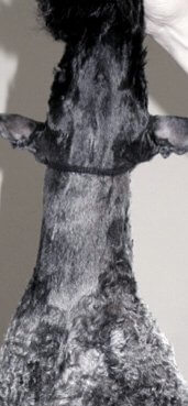 Grooming Kerry Blue Terrier