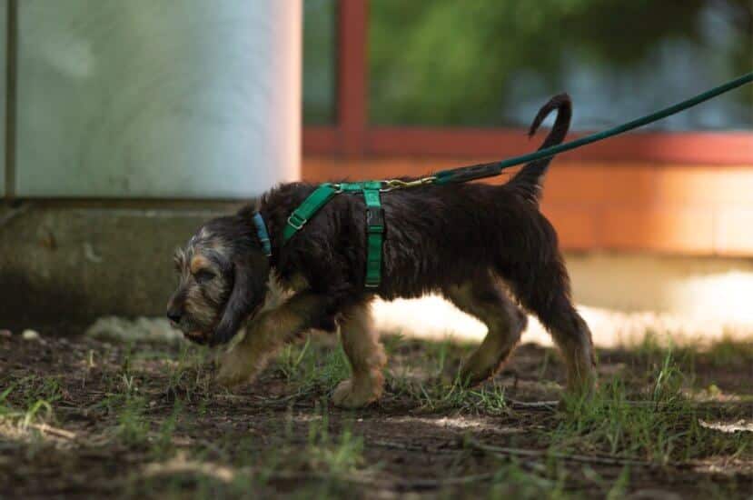 Picking Otterhound Puppy