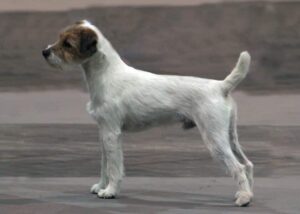 How to judge Parson Russell Terrier