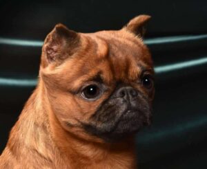 Brussels Griffon head photo showcasing the dog's ‘Almost Human Expression’